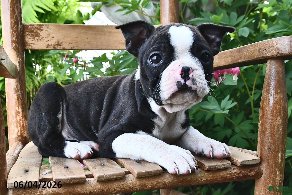 Boston Terrier dogs for sale: Princess - Ad 2