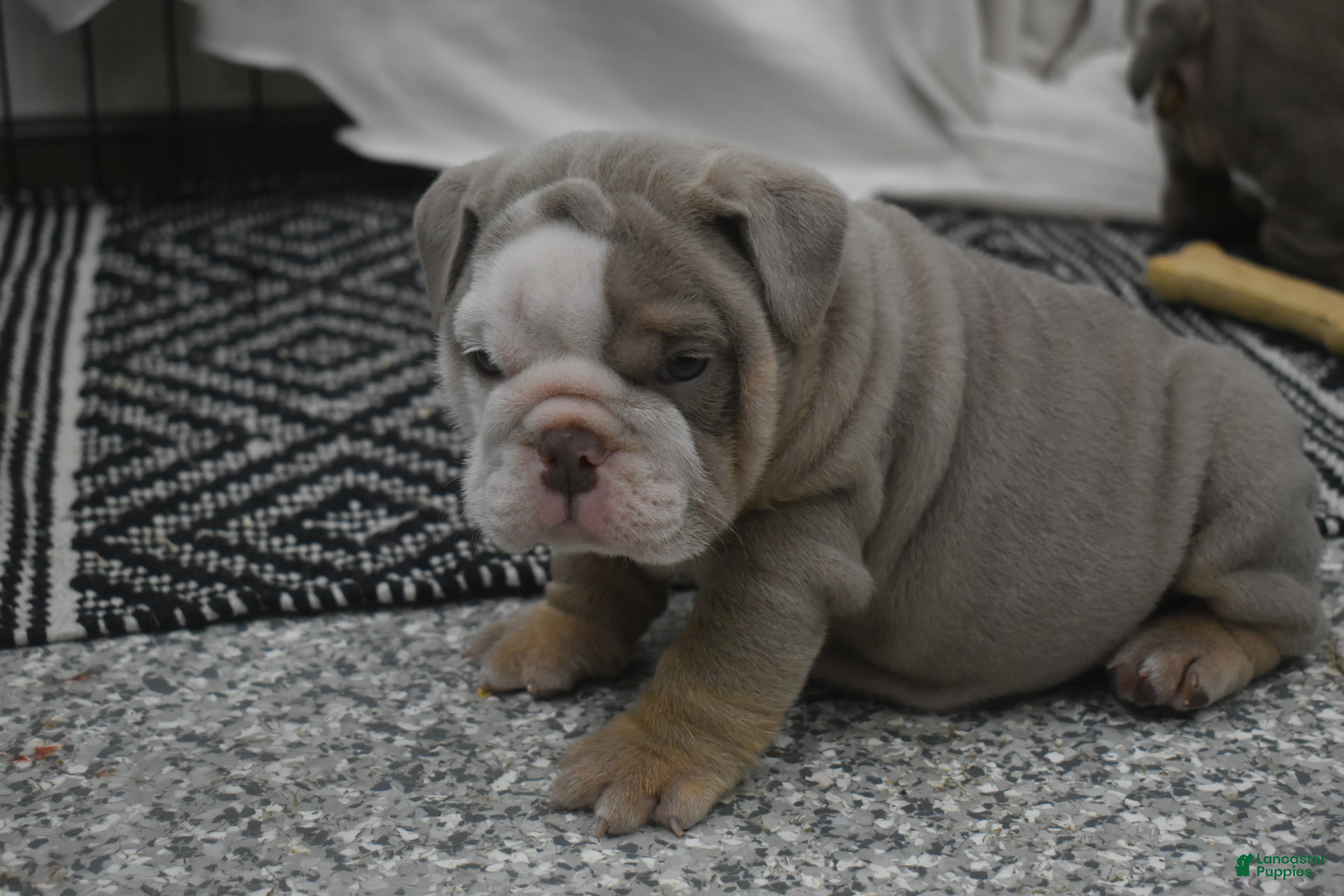 English Bulldog dogs Chip - Ad 24