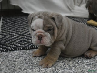 English Bulldog dogs Chip - Ad 15