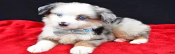 Miniature Australian Shepherd dogs for sale: Charles - Ad 3