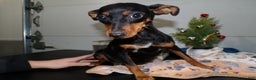 Miniature Pinscher dogs for sale: Miniature Pinscher Puppy 1 Twinkle - Ad 1