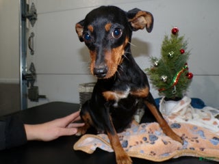 Miniature Pinscher dogs Miniature Pinscher Puppy 1 Twinkle - Ad 30