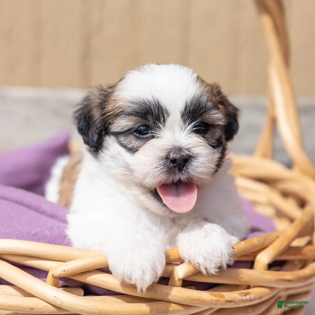 Teddy Bear dogs for sale: Eucalyptus - Ad 2
