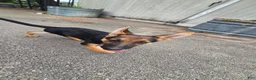 German Shepherd dogs for sale: German Shepherd 2 - Ad 2