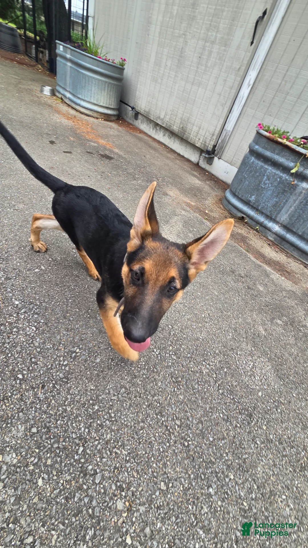 German Shepherd dogs for sale: German Shepherd 2 - Ad 2