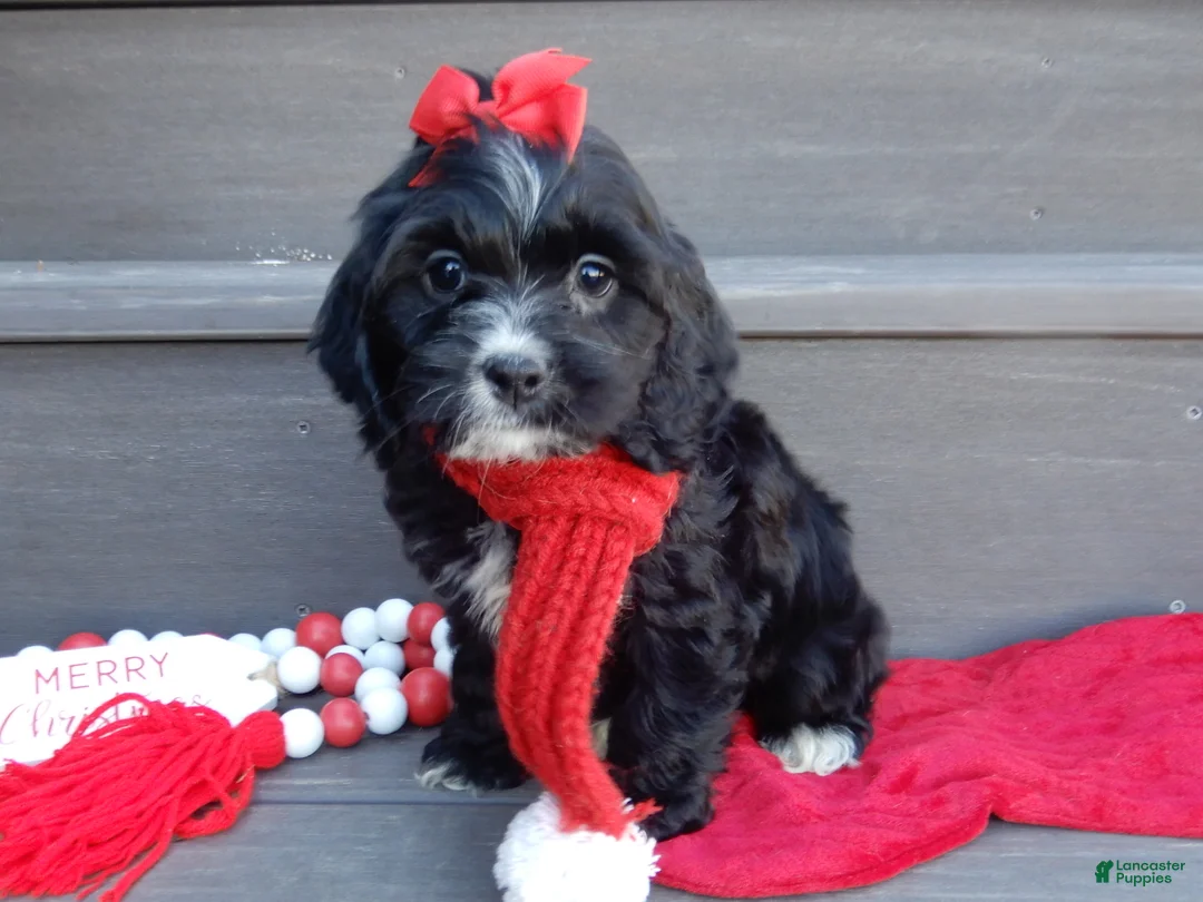 Cockapoo dogs for sale: Lettie - Ad 5