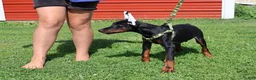 Doberman Pinscher dogs for sale: Doberman Pinscher 2 - Ad 4