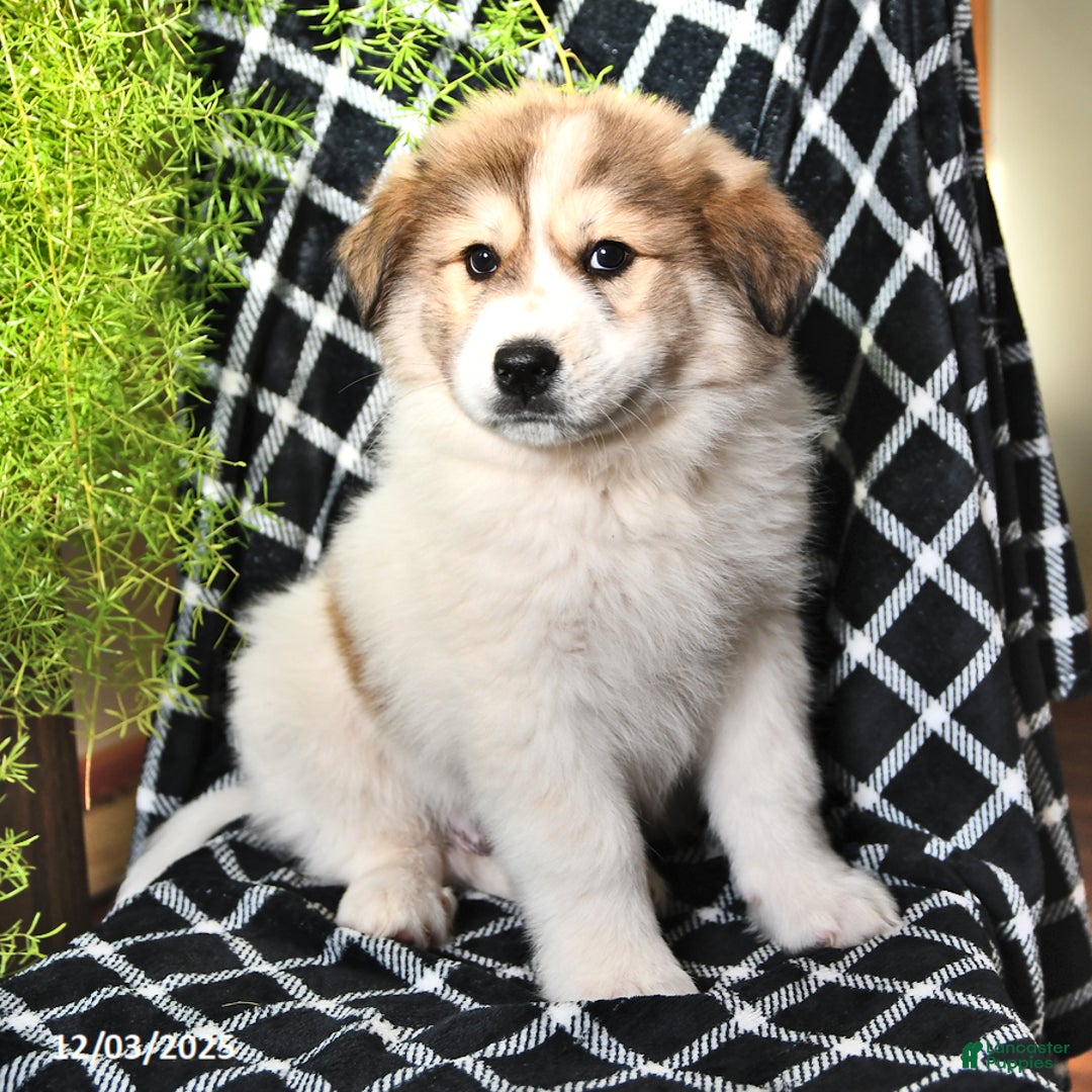 Great Pyrenees dogs for sale: Ashton - Ad 4