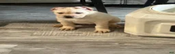 Cane Corso dogs for sale: Cane Corso 1 - Ad 4
