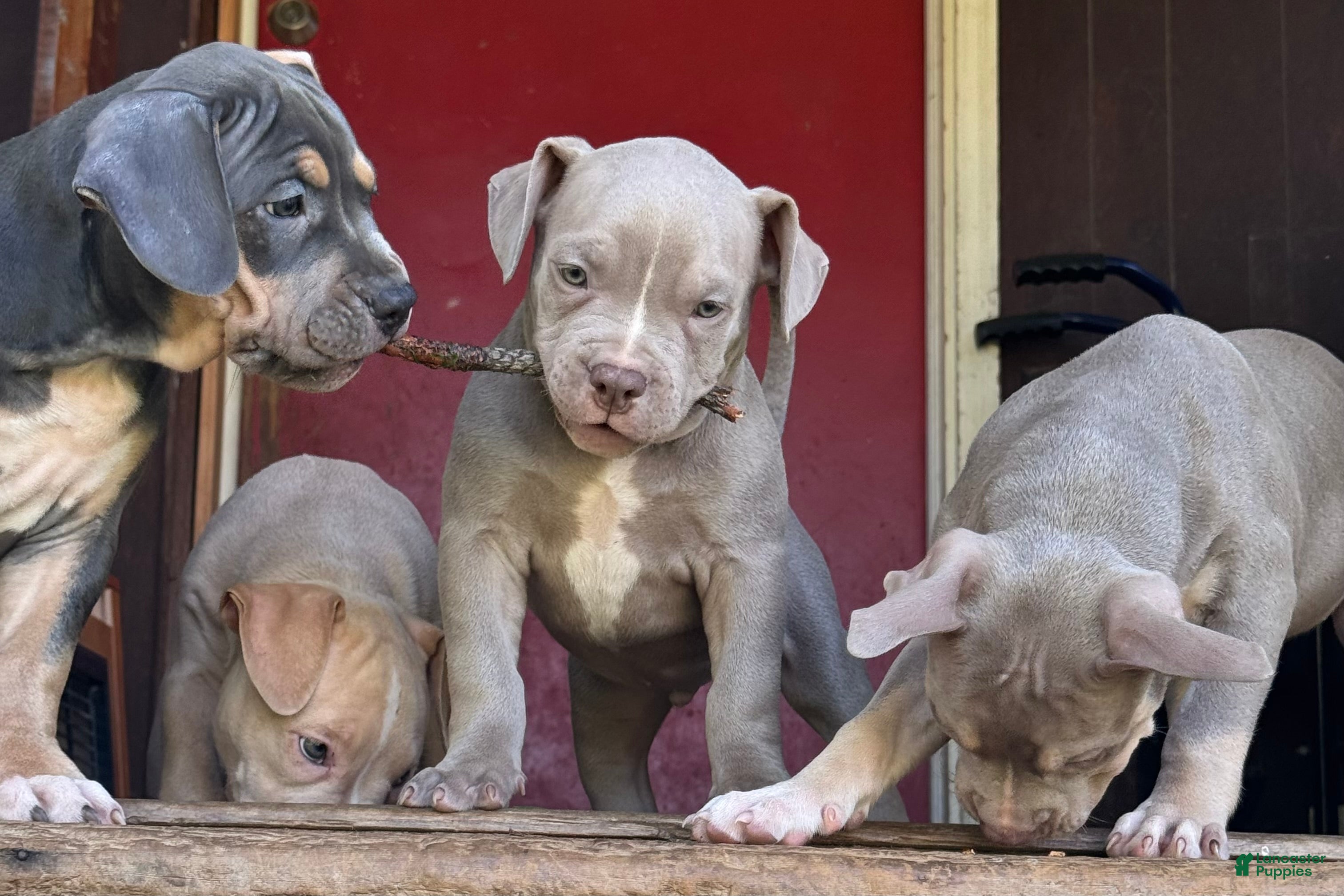 American Bully dogs Sadie - Ad 2