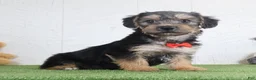 Yochon dogs for sale: Parker - Ad 3