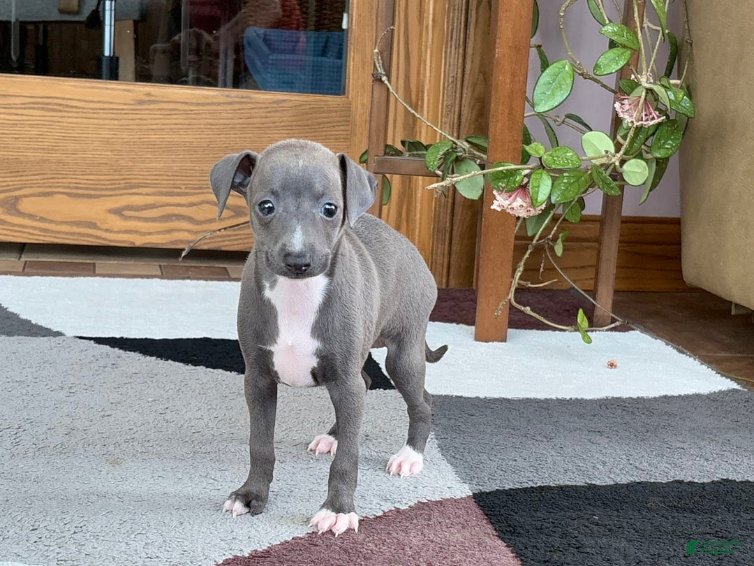 Italian Greyhound dogs for sale: Kk - Ad 3