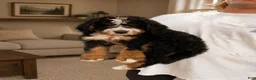 Bernedoodle dogs for sale: Bourbon “Ultra Bernedoodle”  - Ad 2
