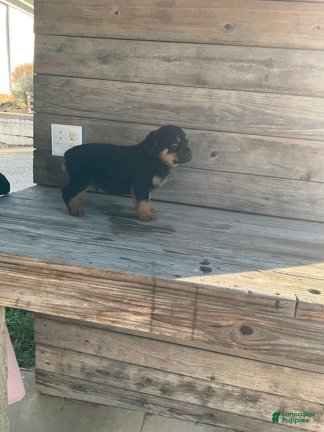 Rottweiler dogs for sale: Dasher - Ad 4
