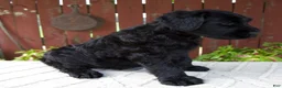 Giant Schnauzer dogs for sale: Tyler - Ad 5