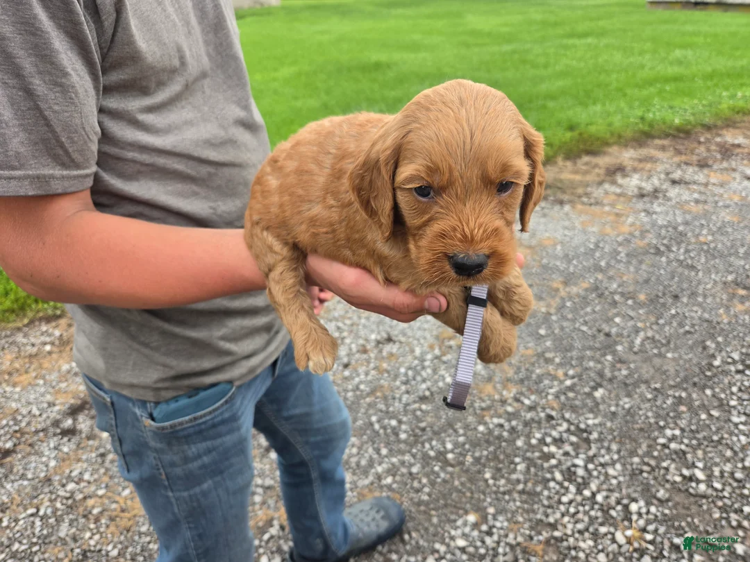 Mixed Breed dogs for sale: Mixed Breed 7 Harley - Ad 2