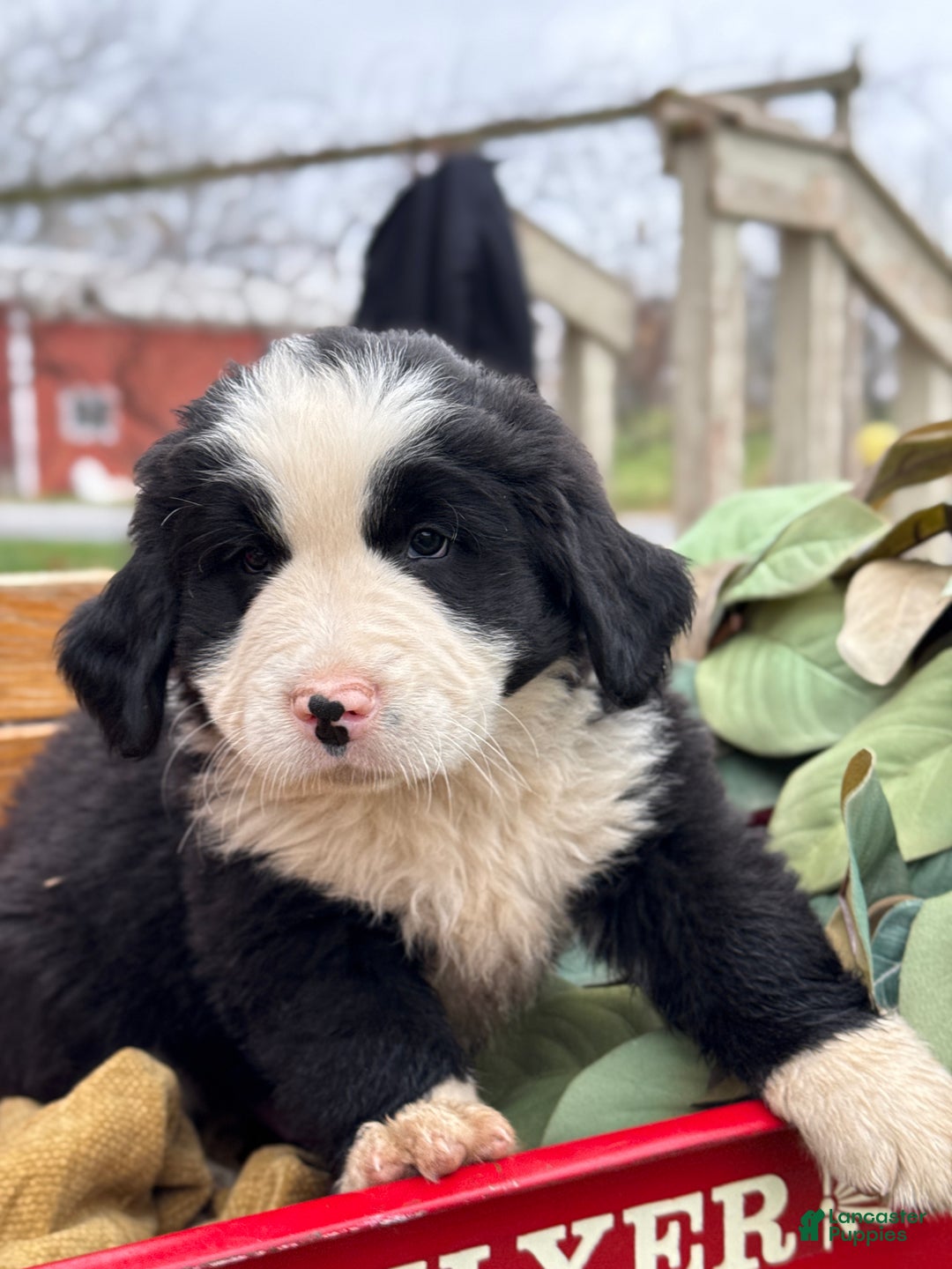 Mixed Breed dogs for sale: Waffle - Ad 8