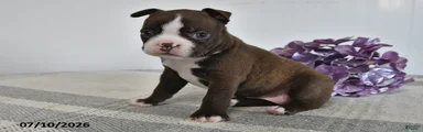 Gracie
