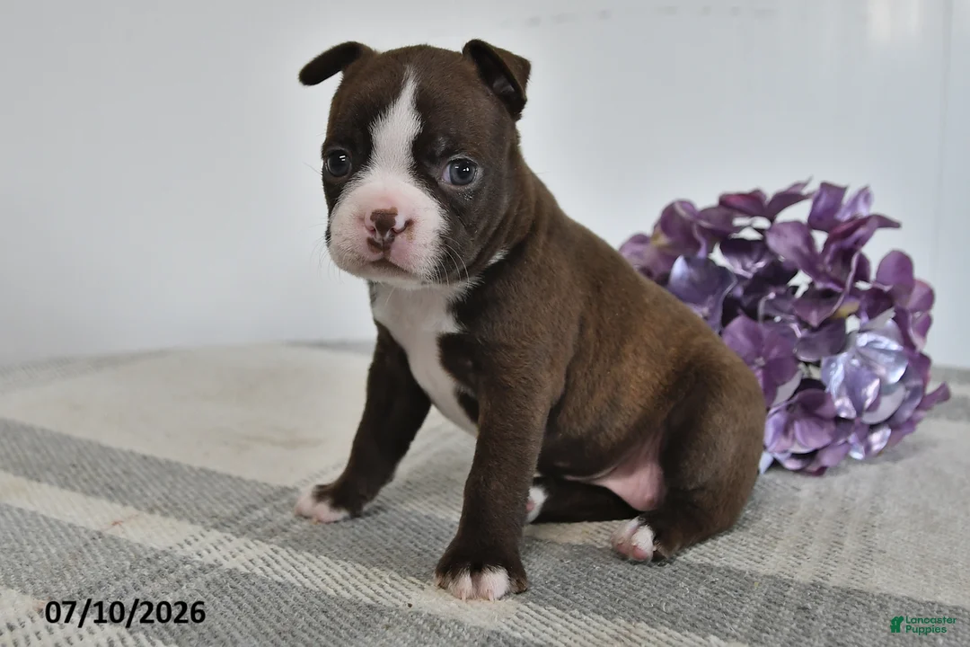 Boston Terrier dogs for sale: Gracie - Ad 1
