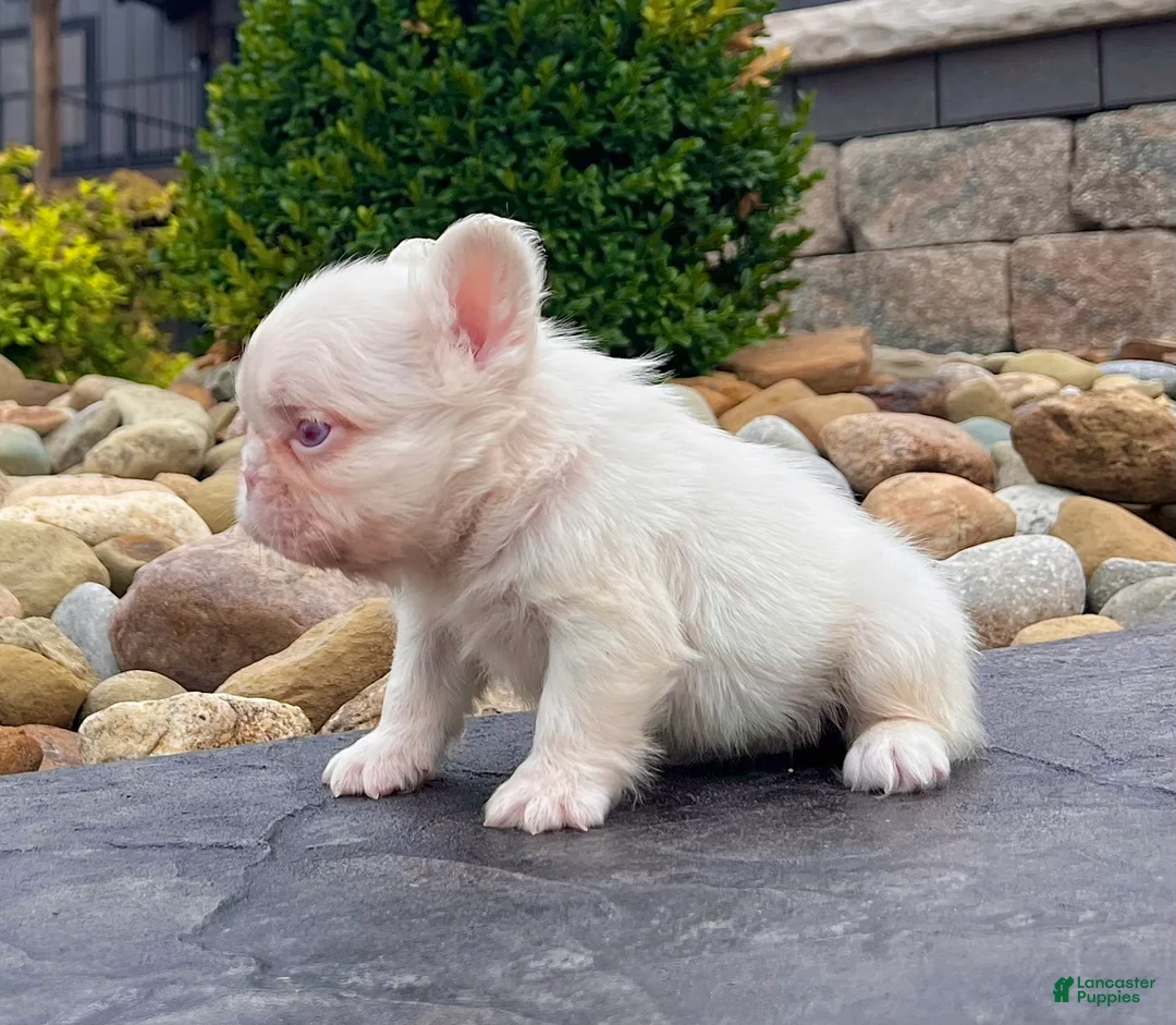 French Bulldog dogs for sale: Champ Pink - Ad 4