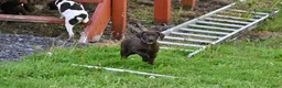 German Shorthaired Pointer dogs for sale: Buck - Ad 41