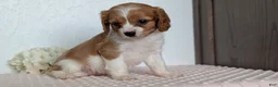 Cavapoo dogs for sale: Stella - Ad 3