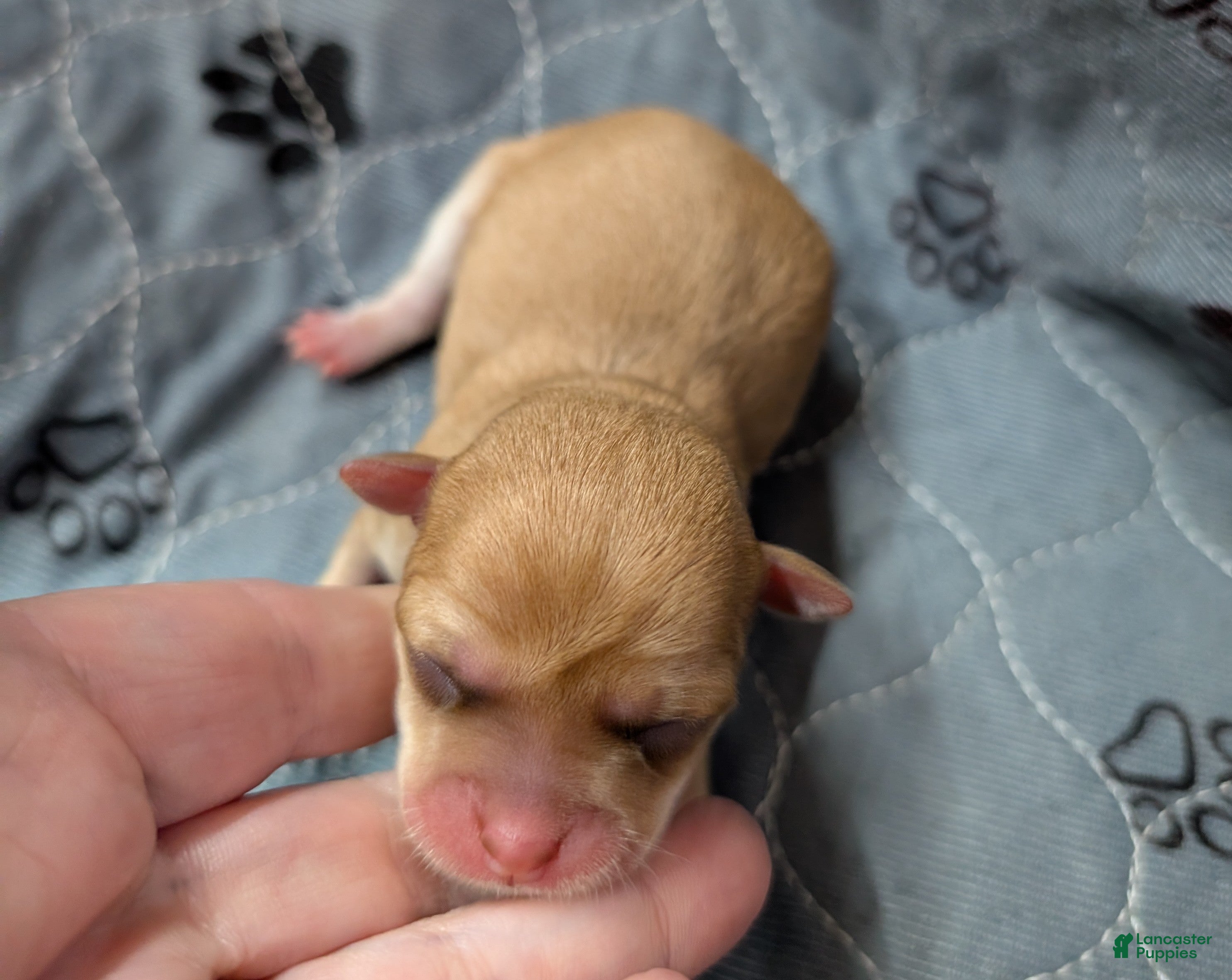 Chihuahua dogs Maci - Ad 20