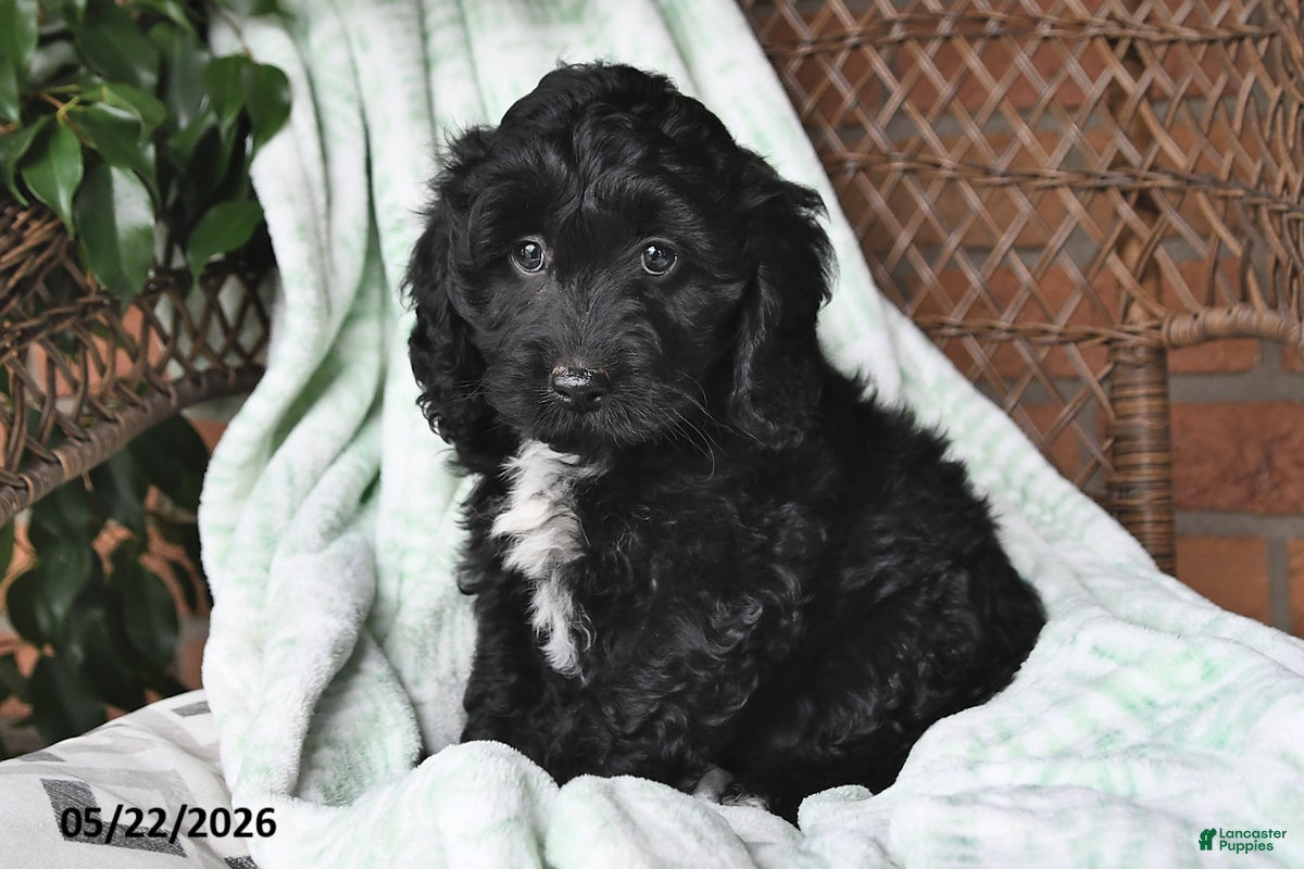 Cockapoo dogs Milo - Ad 1