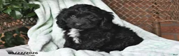 Cockapoo dogs for sale: Milo - Ad 1