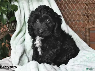 Cockapoo dogs for sale: Milo - Ad 1