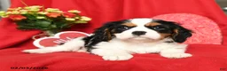 Cavalier King Charles Spaniel dogs for sale: Lady - Ad 4