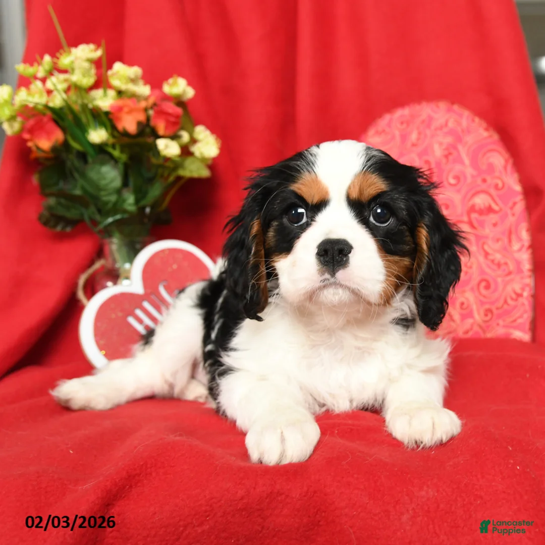 Cavalier King Charles Spaniel dogs for sale: Lady - Ad 4