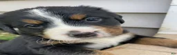 Bernese Mountain Dog dogs for sale: Sash - Ad 5