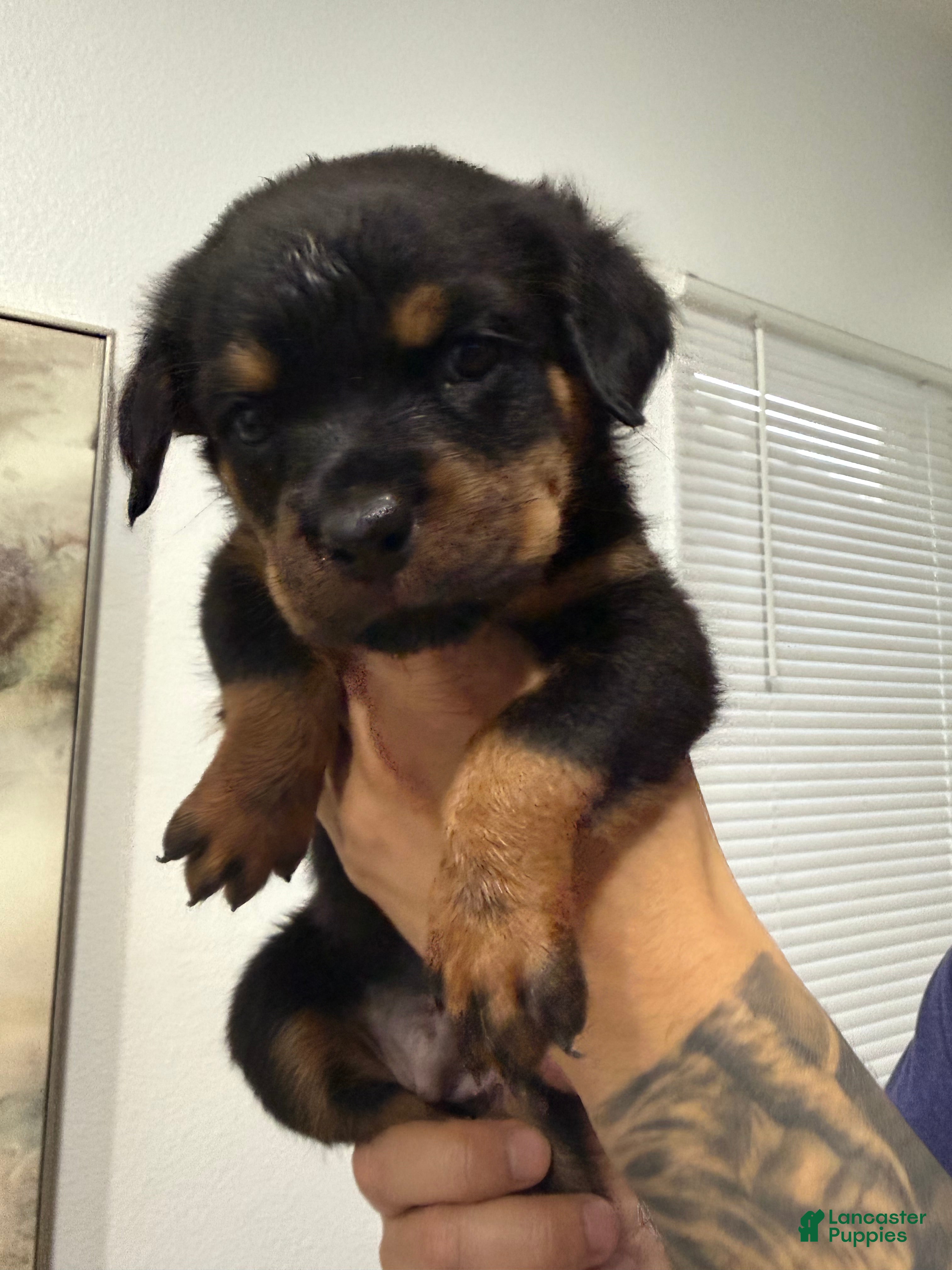 Rottweiler dogs Rottweiler hot pink - Ad 12