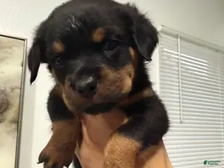 Rottweiler dogs Rottweiler hot pink - Ad 12