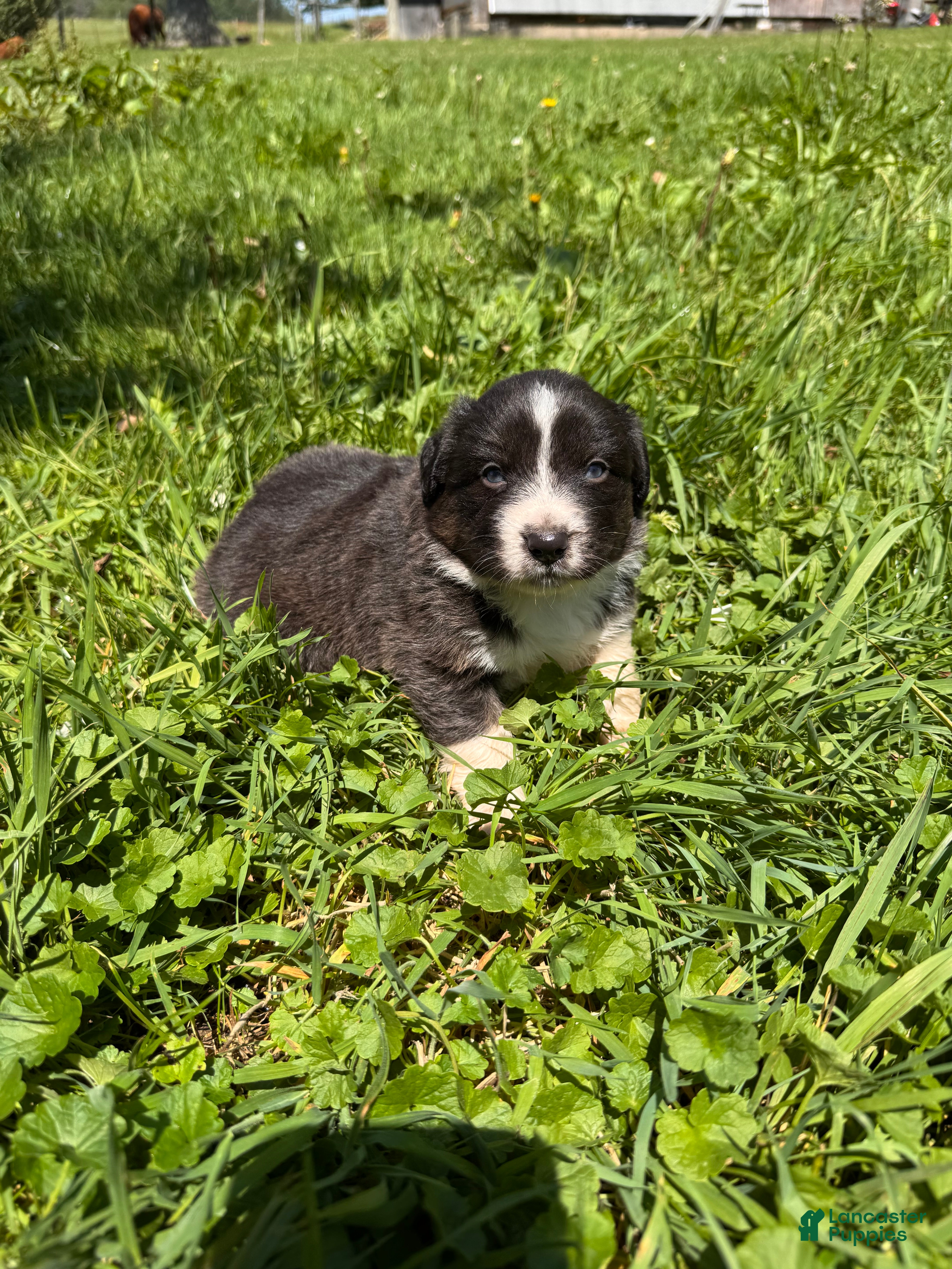 Australian Shepherd dogs Australian Shepherd 3 - Ad 18
