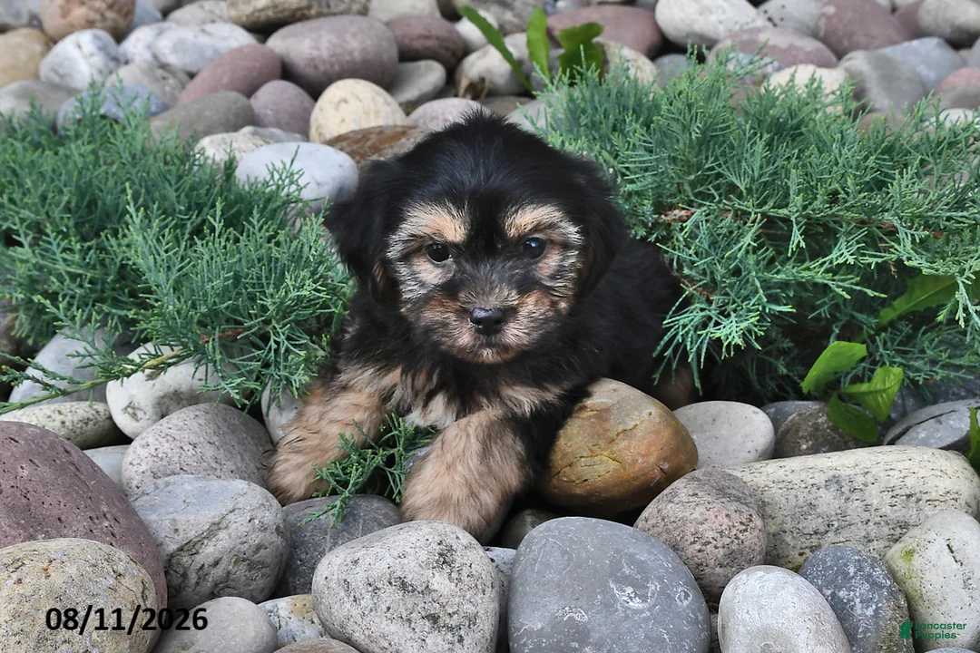 Shorkie dogs for sale: Sammy - Ad 2