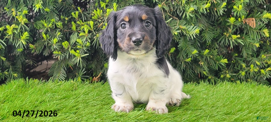 Miniature Dachshund dogs Patches - Ad 1