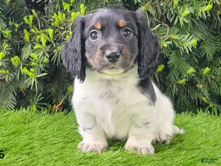 Miniature Dachshund dogs for sale: Patches - Ad 2
