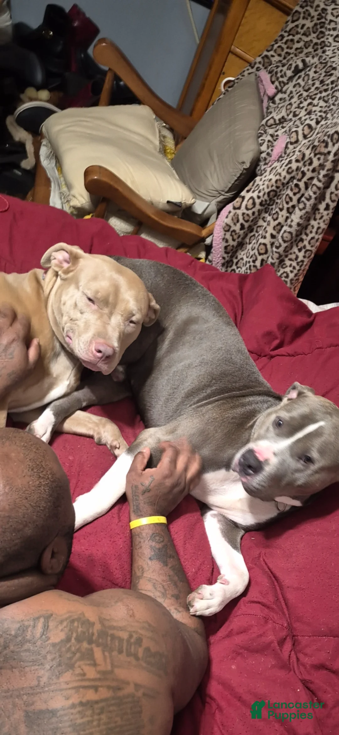 American Staffordshire Terrier dogs for sale: American Staffordshire Terrier Puppy 7 - Ad 2