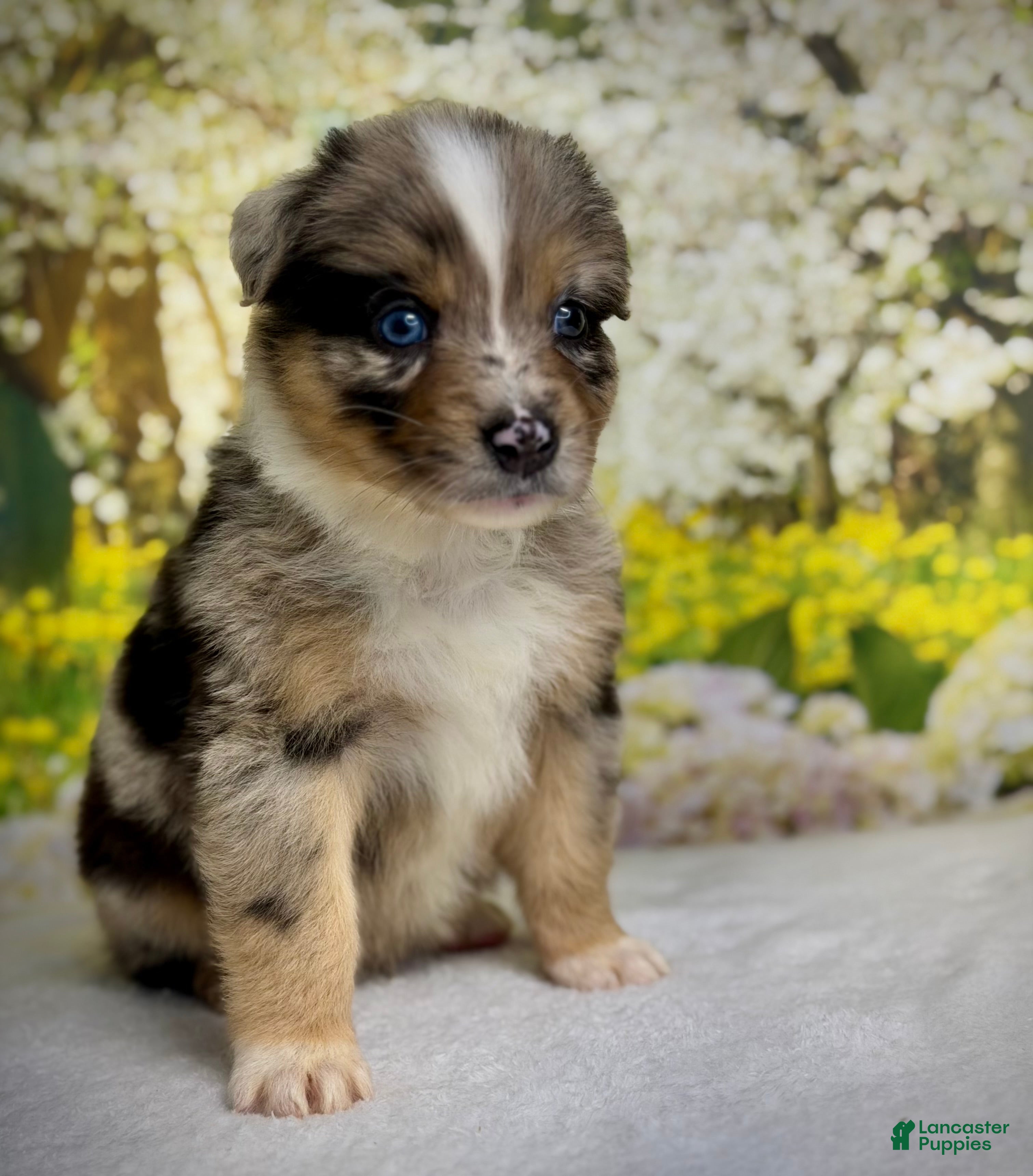 Australian Shepherd dogs Australian Shepherd Puppy 3 - Ad 1
