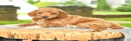 Miniature Poodle dogs for sale: Kameron - Ad 3