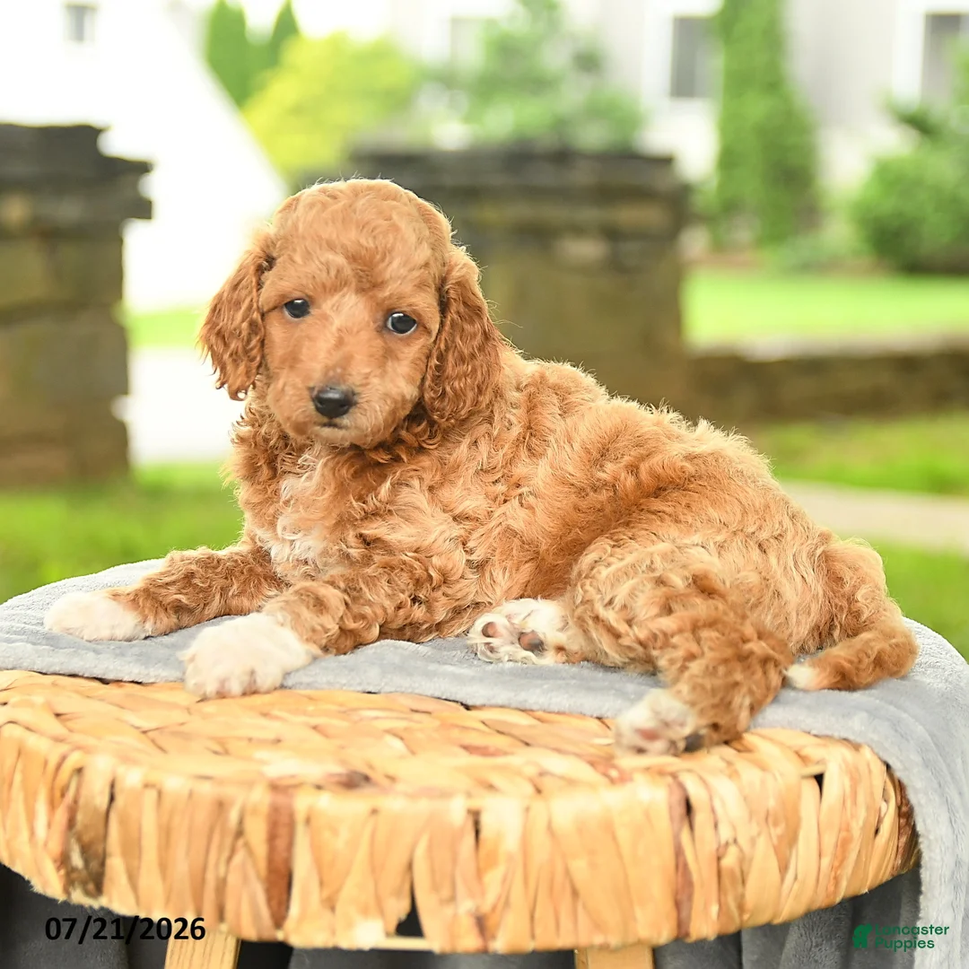 Miniature Poodle dogs for sale: Kameron - Ad 3