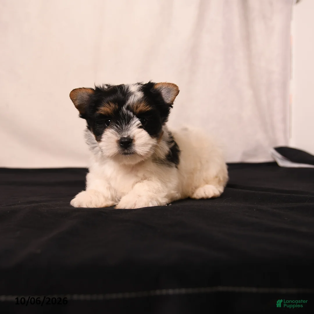 Biewer Terrier dogs for sale: Poppy - Ad 1