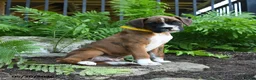 Boxer dogs for sale: Mudge - Ad 4