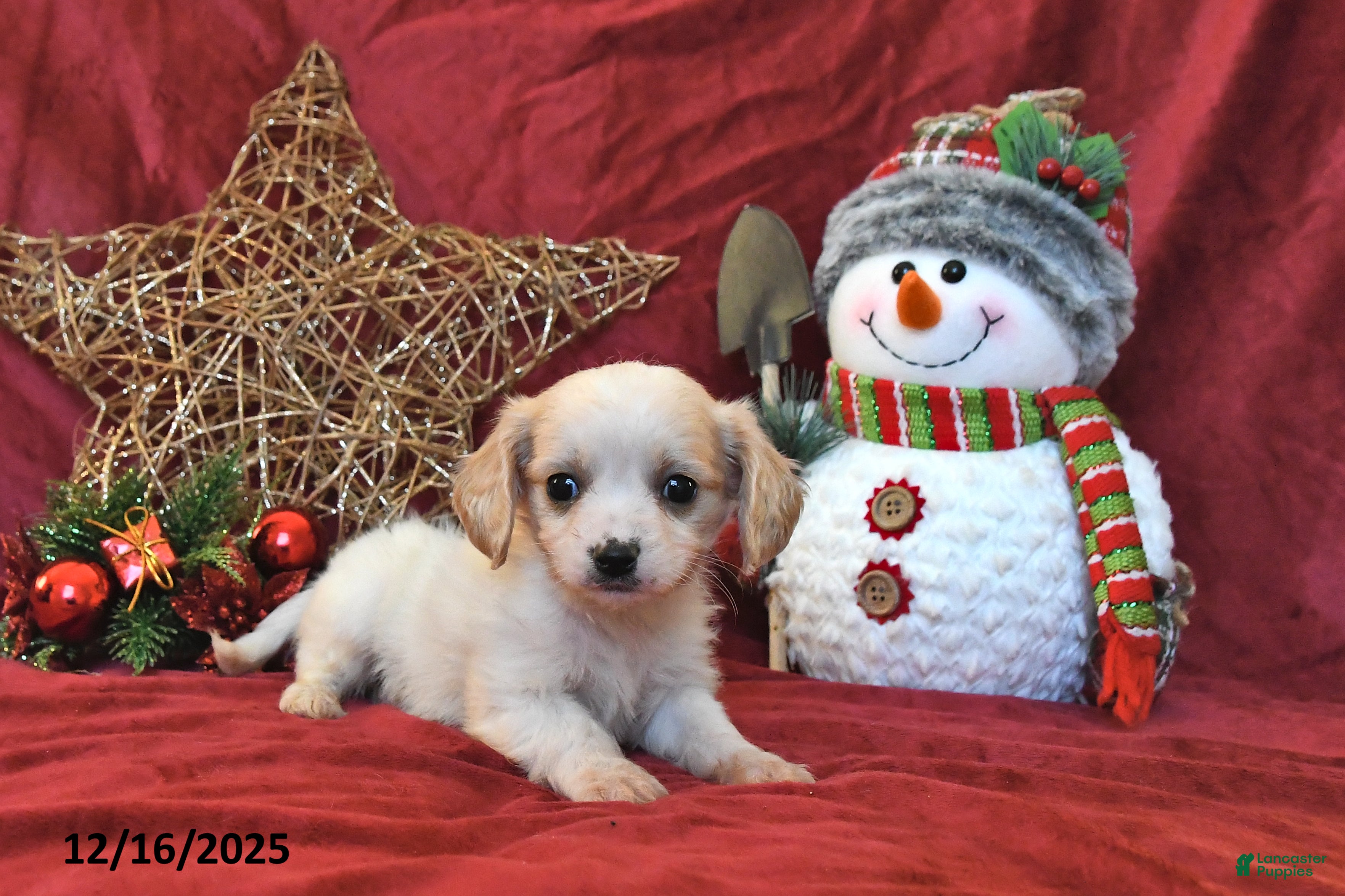 Cavachon dogs Pedro - Ad 22