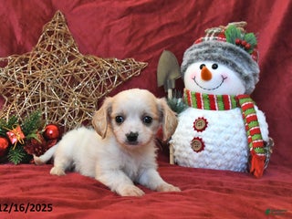 Cavachon dogs Pedro - Ad 4