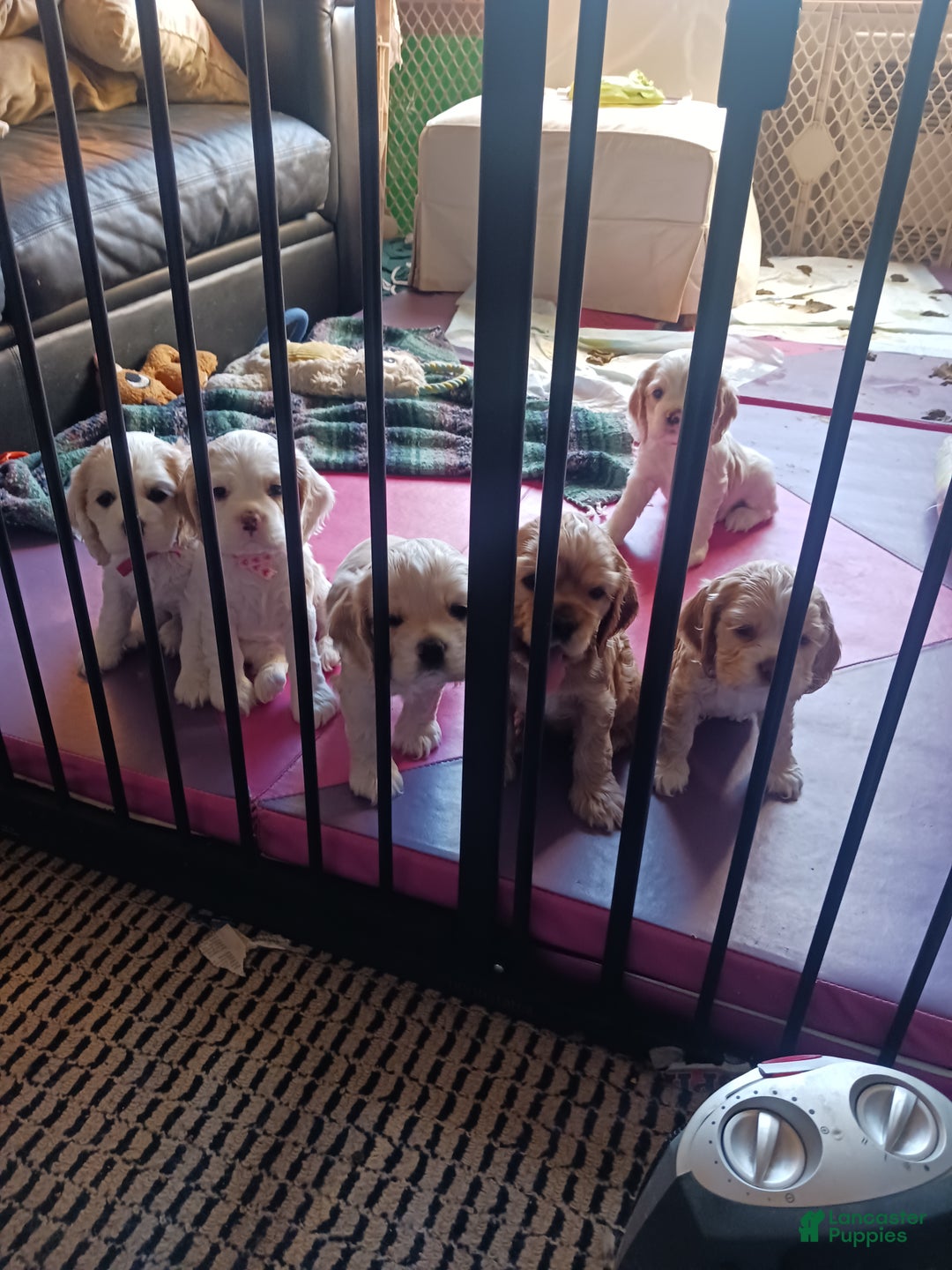 Cocker Spaniel dogs for sale: SPENCER - Ad 3