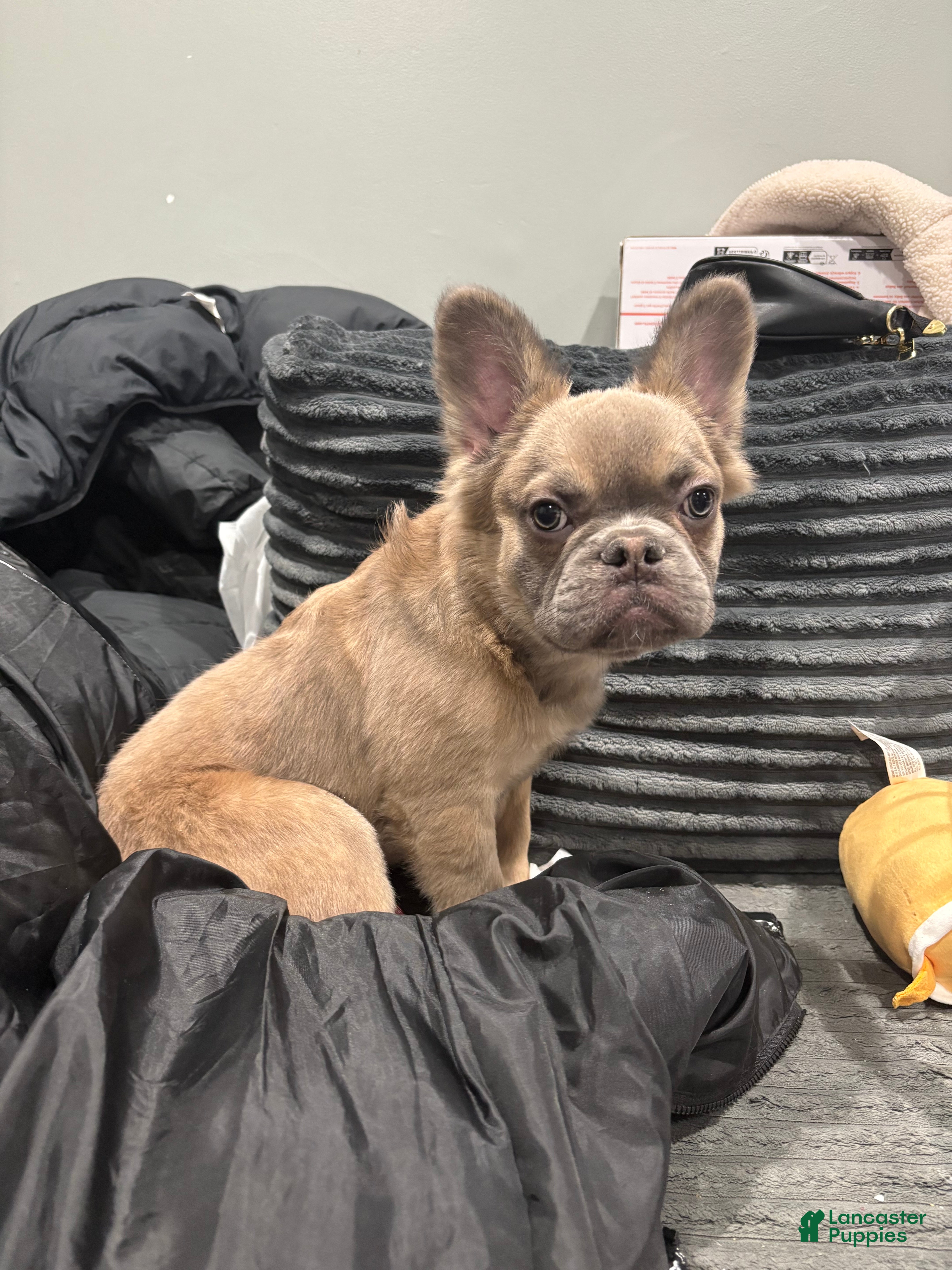 French Bulldog dogs Fluffy  - Ad 25
