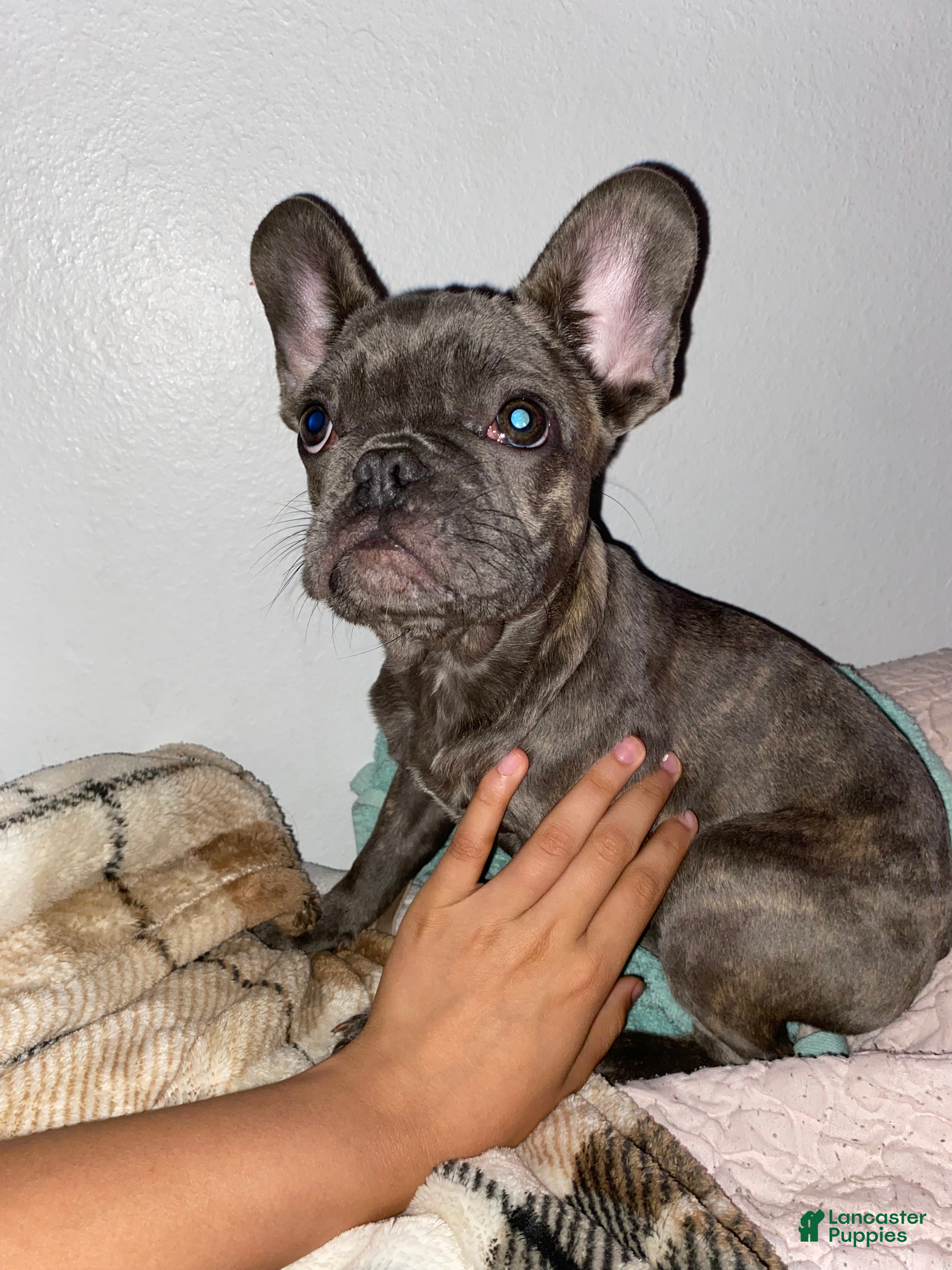 French Bulldog dogs Elvis - Ad 38